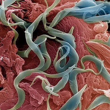 Uma variedade de parasitas que vivem no corpo humano