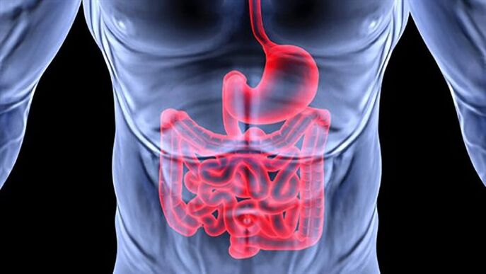 intestinos