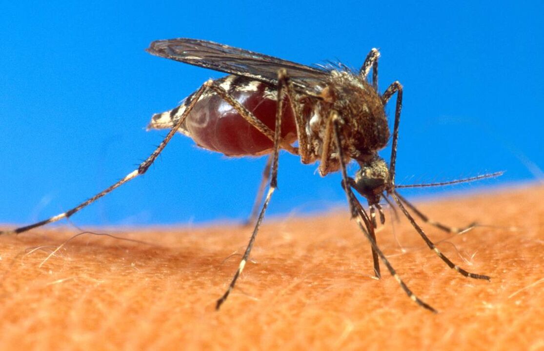 picada de mosquito como via de infecção por vermes