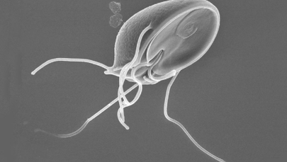 Larva parasita