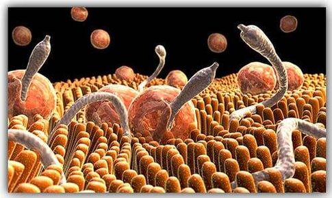 parasitas dentro do corpo